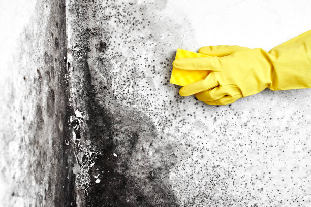 Best Forensic Mold Investigation  in Waverly, IL